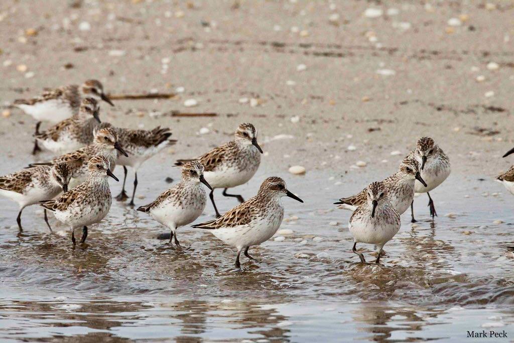 Semipalmated Sandpiper - Calidris pusilla by Mark Peck Bird Photography is licensed under CC BY-NC-SA 2.0.